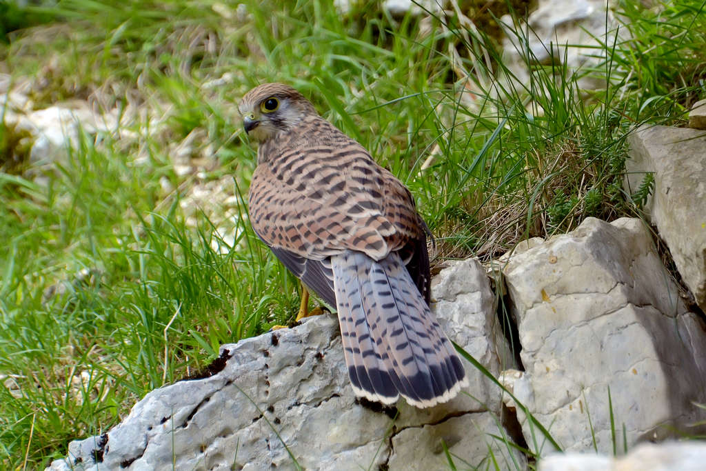 Kestrel