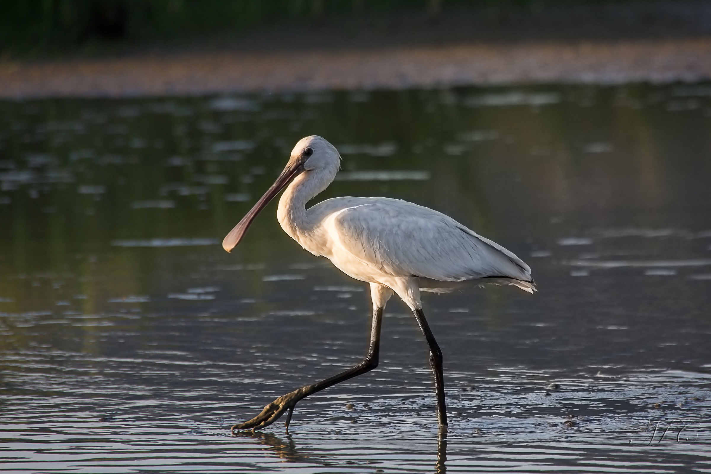 Spoonbill at sunset.