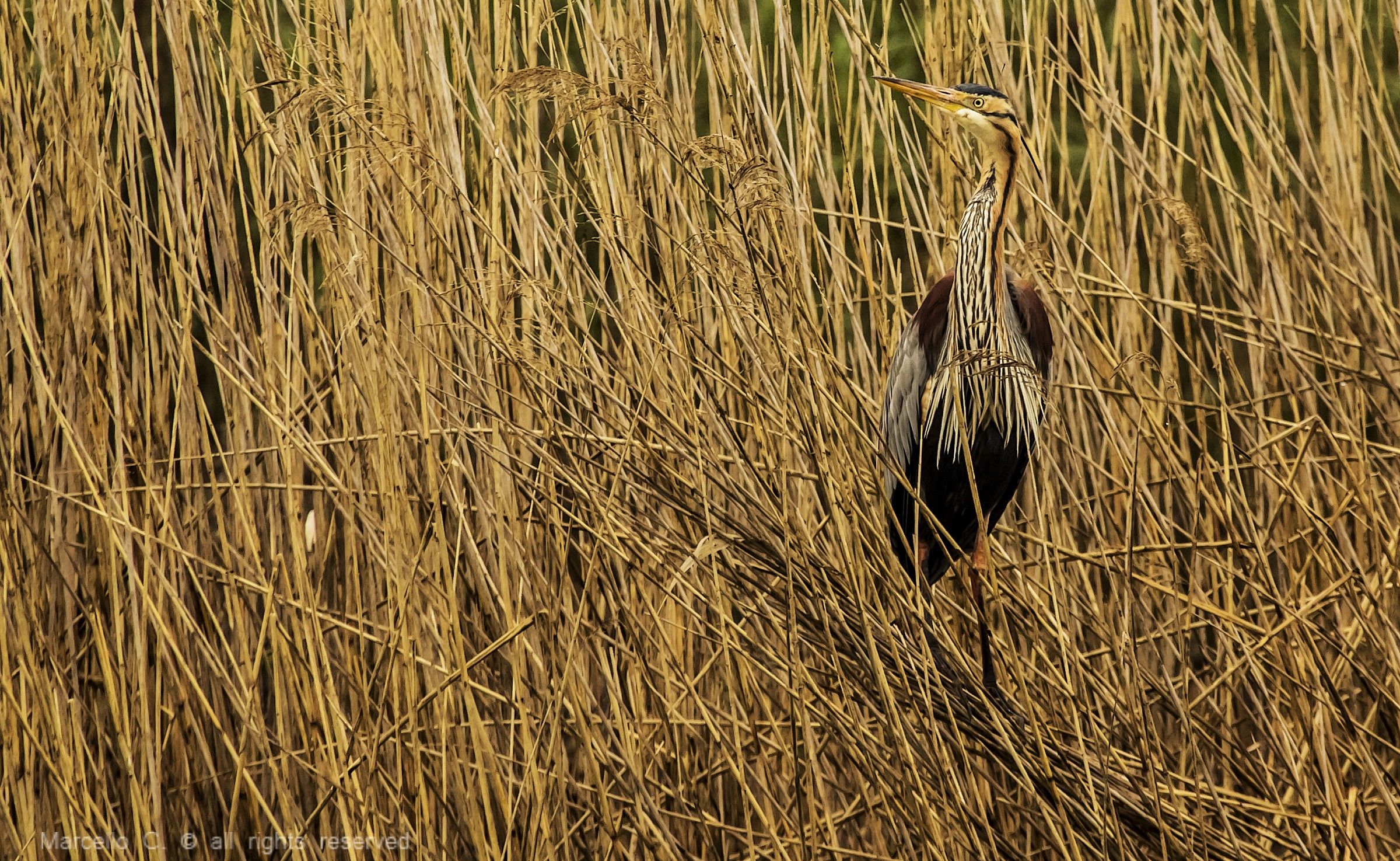 Purple Heron in his more congenial environment, the reeds