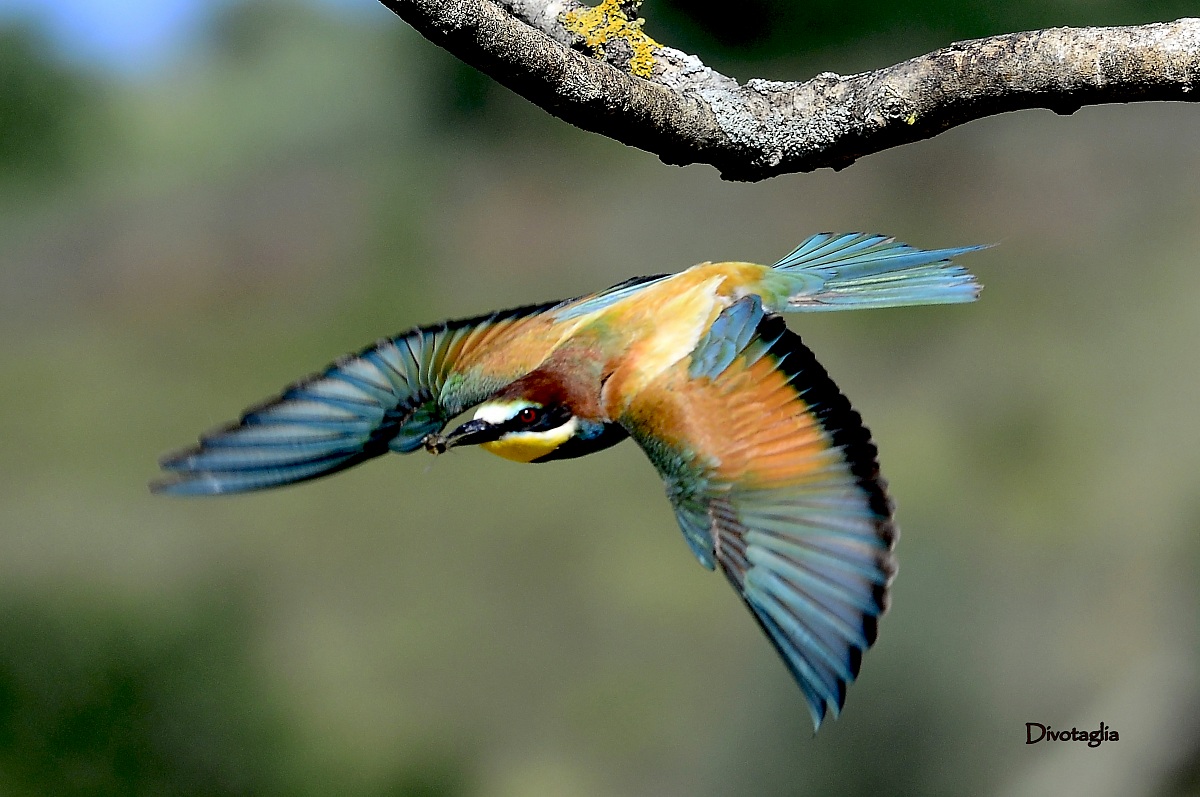 Bee-eater (Merops Bee-eater)