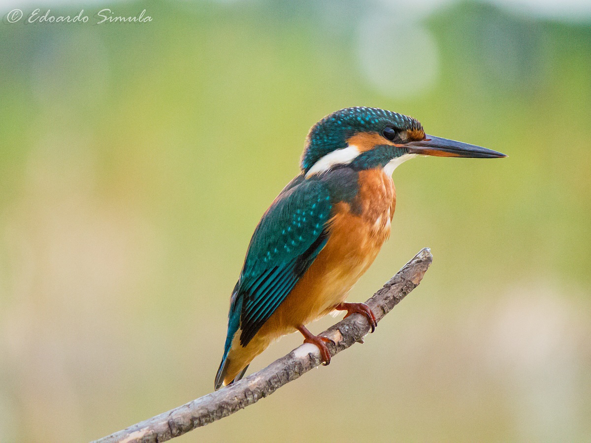 Il primo Martin pescatore