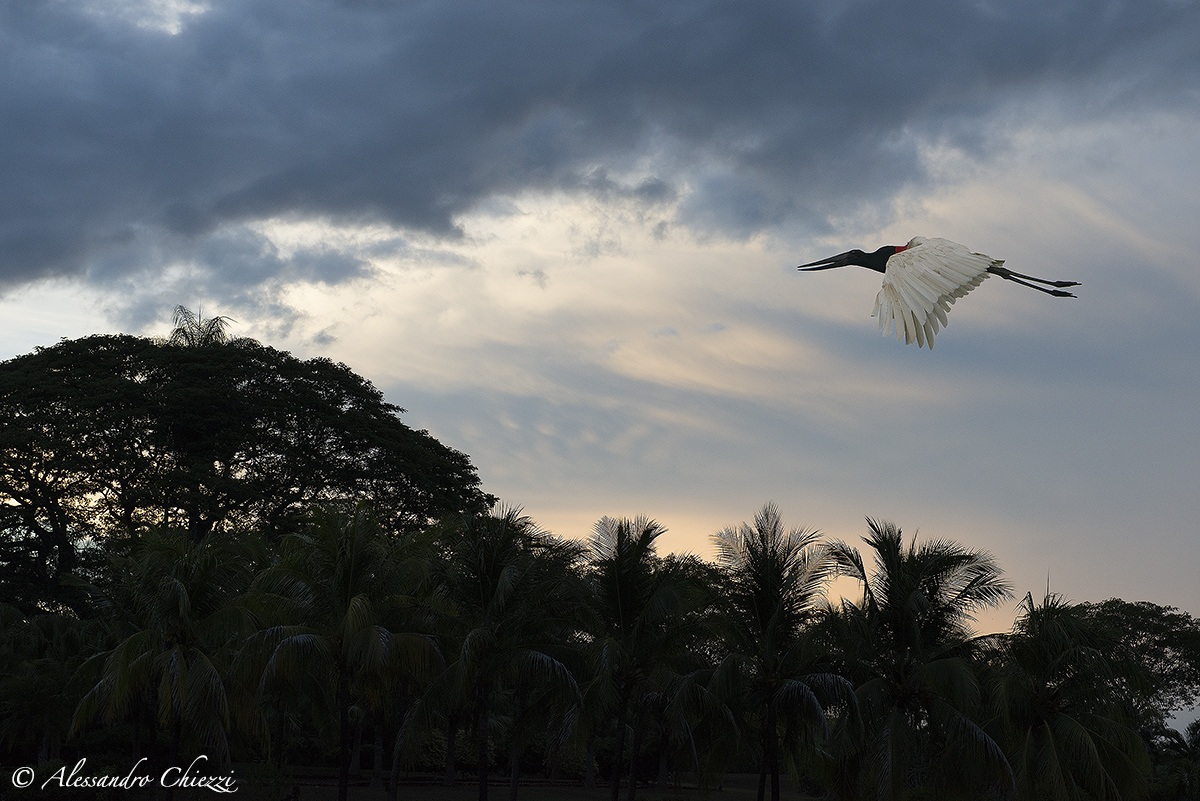 Dawn of the Jabiru