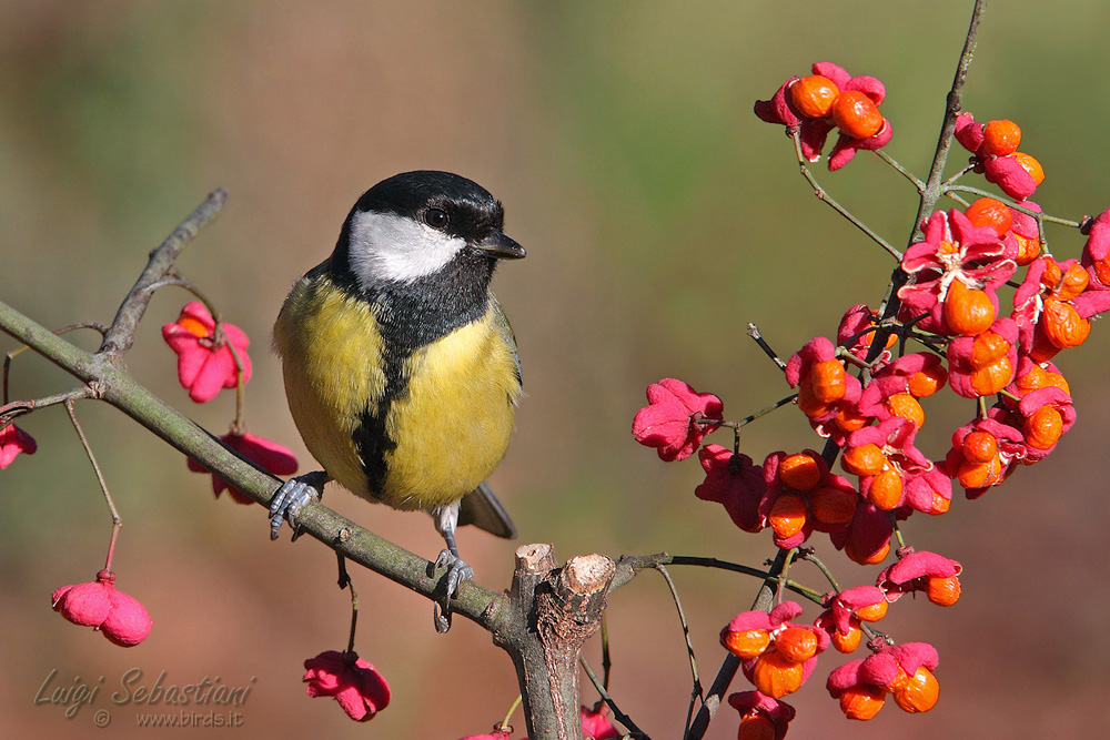 Cinciallegra tra le bacche di evonimo