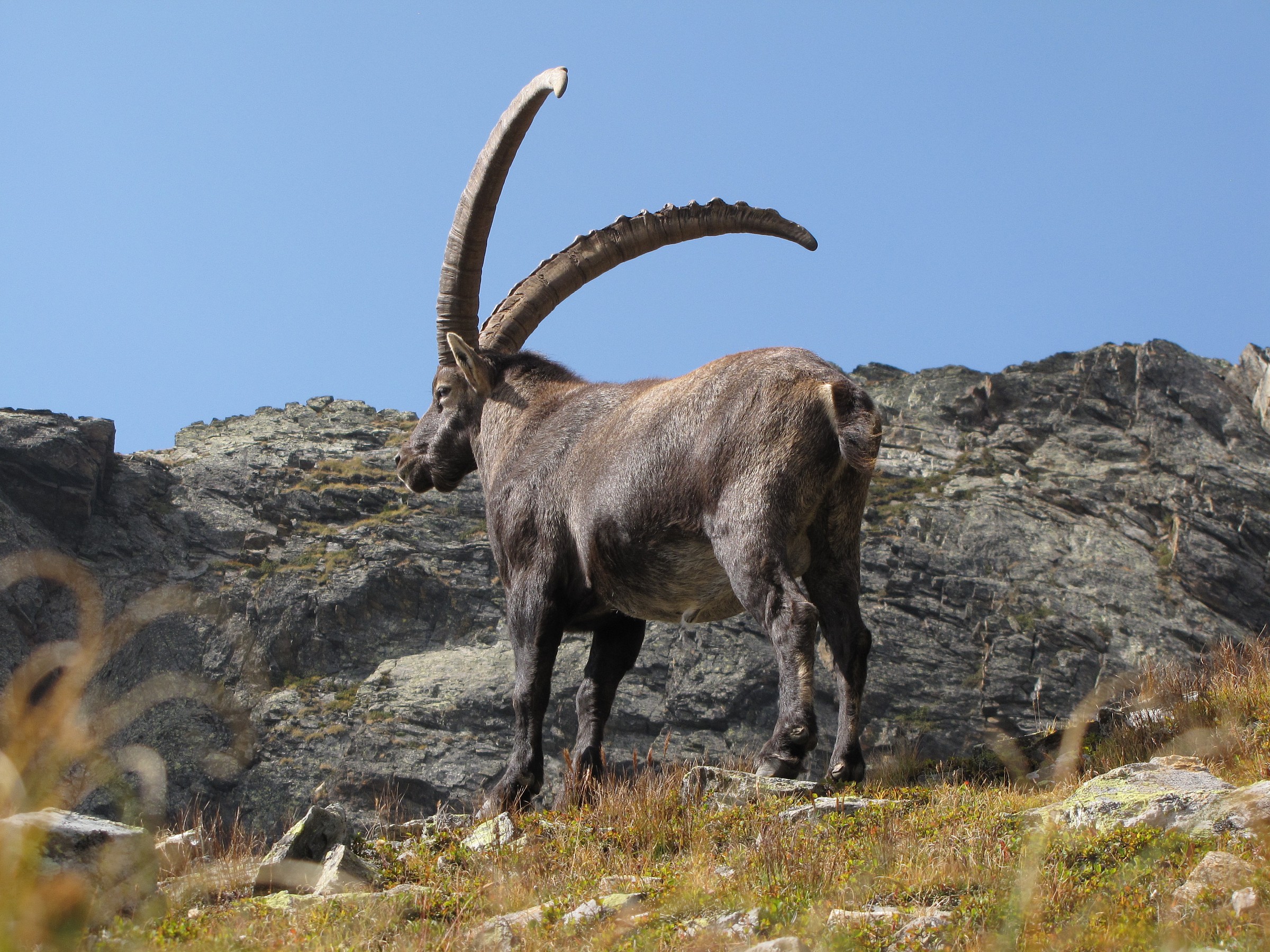 the king of the mountain