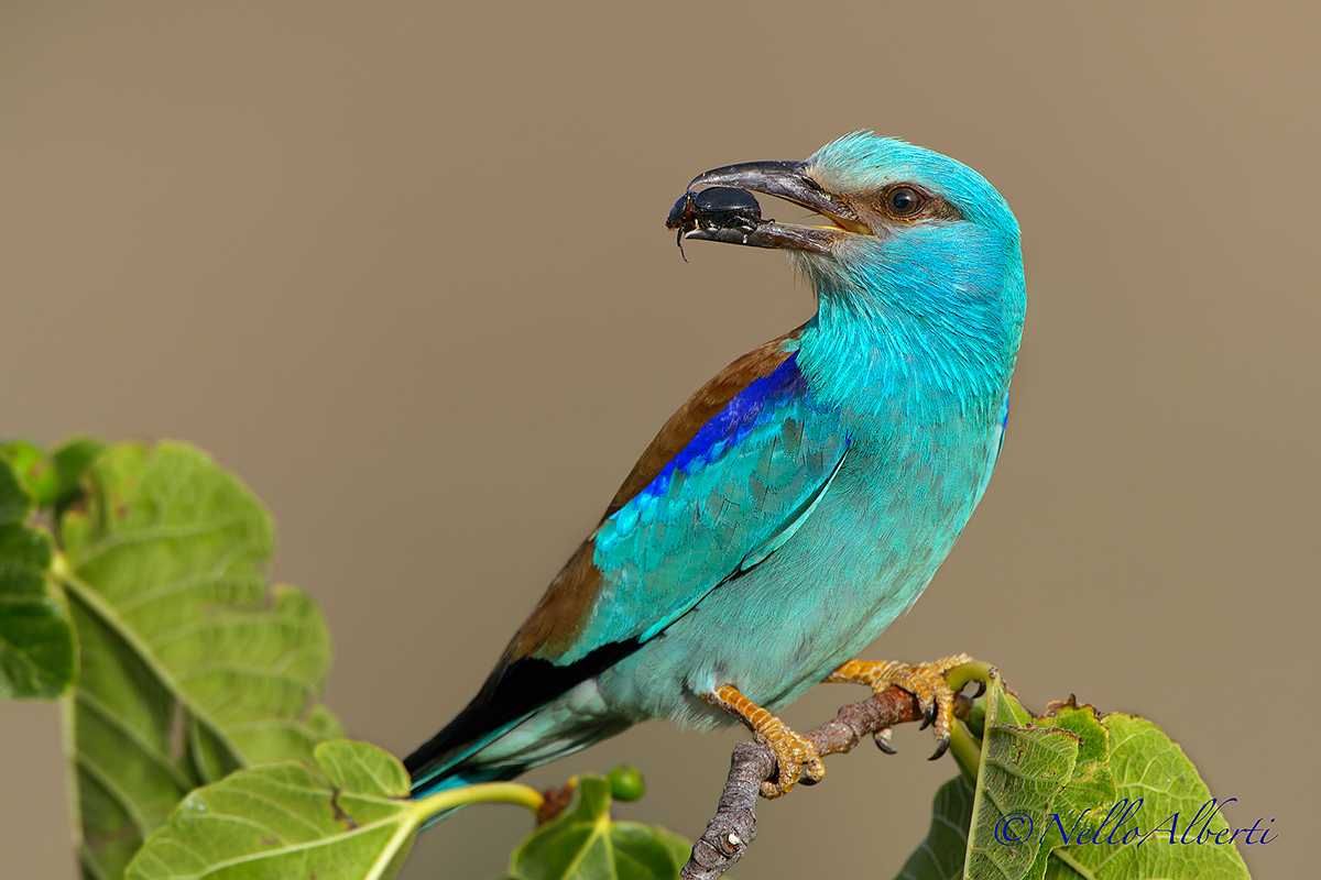 European Roller with insect
