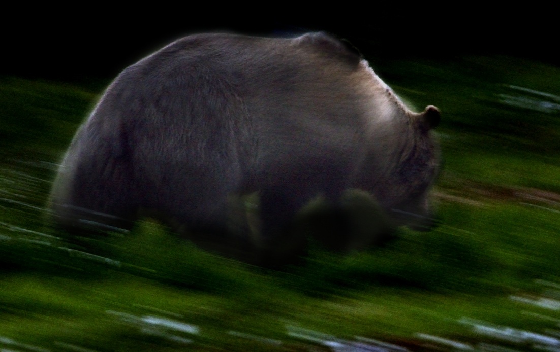 Boreal - ombre nella notte