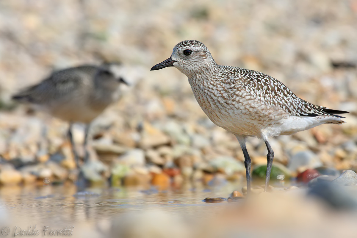 Grey Plovers