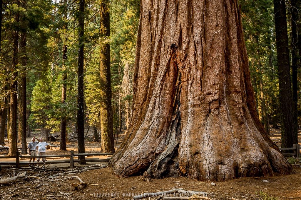 Admiring the Majestic