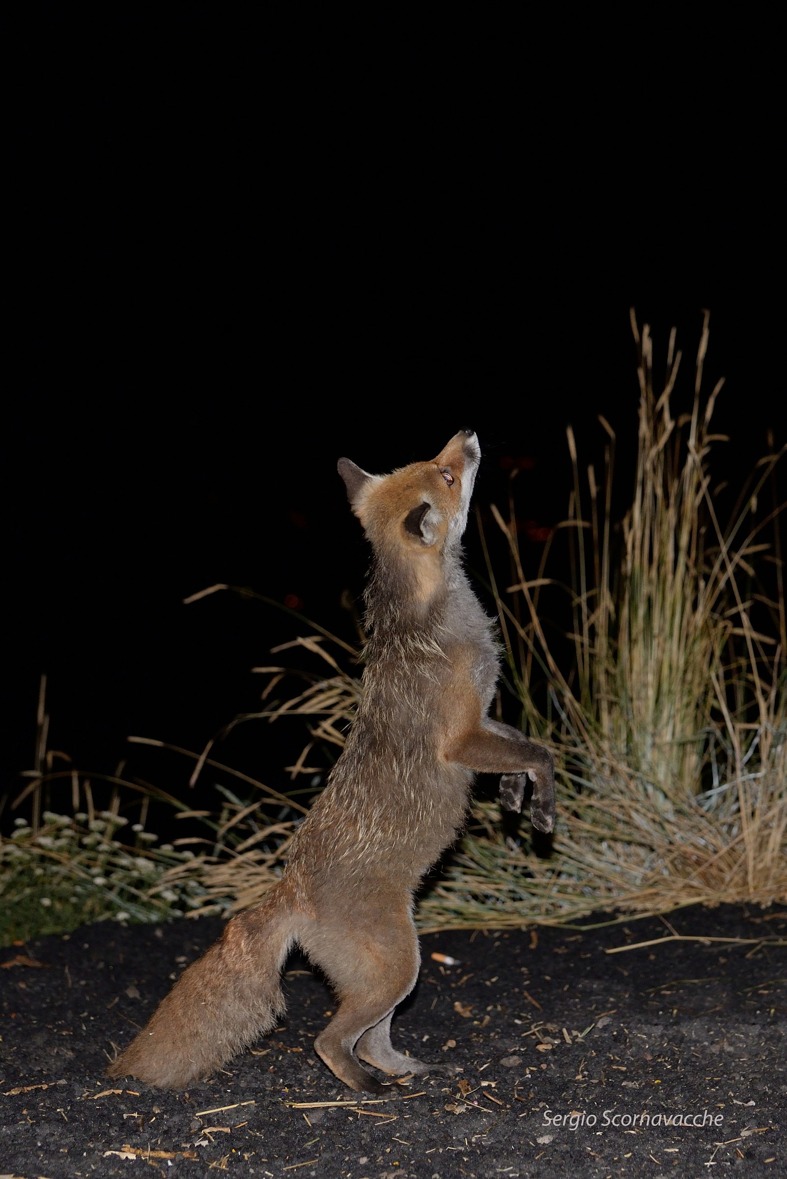 Vulpecula in search of food ...