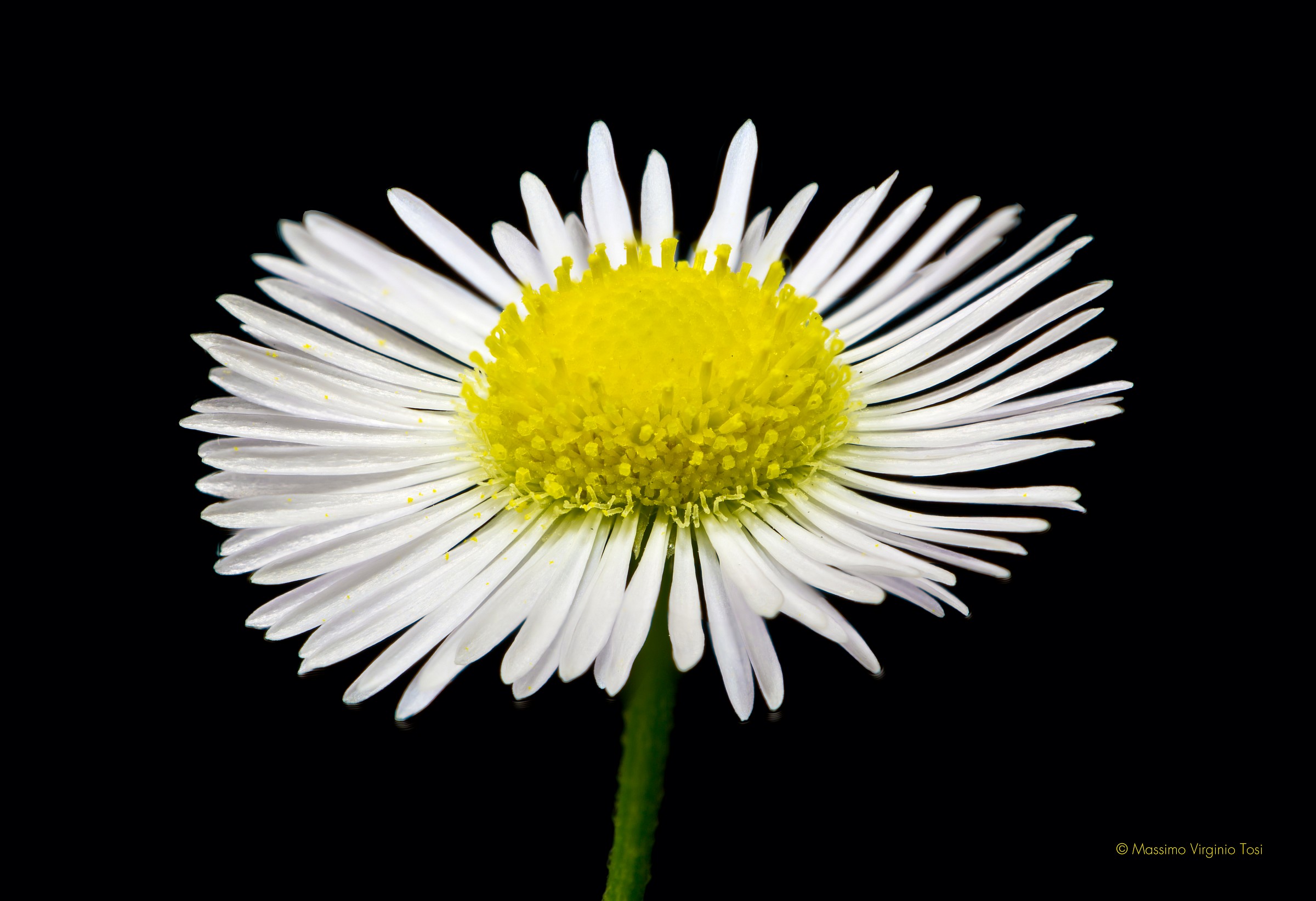 he loves me he loves me or not?