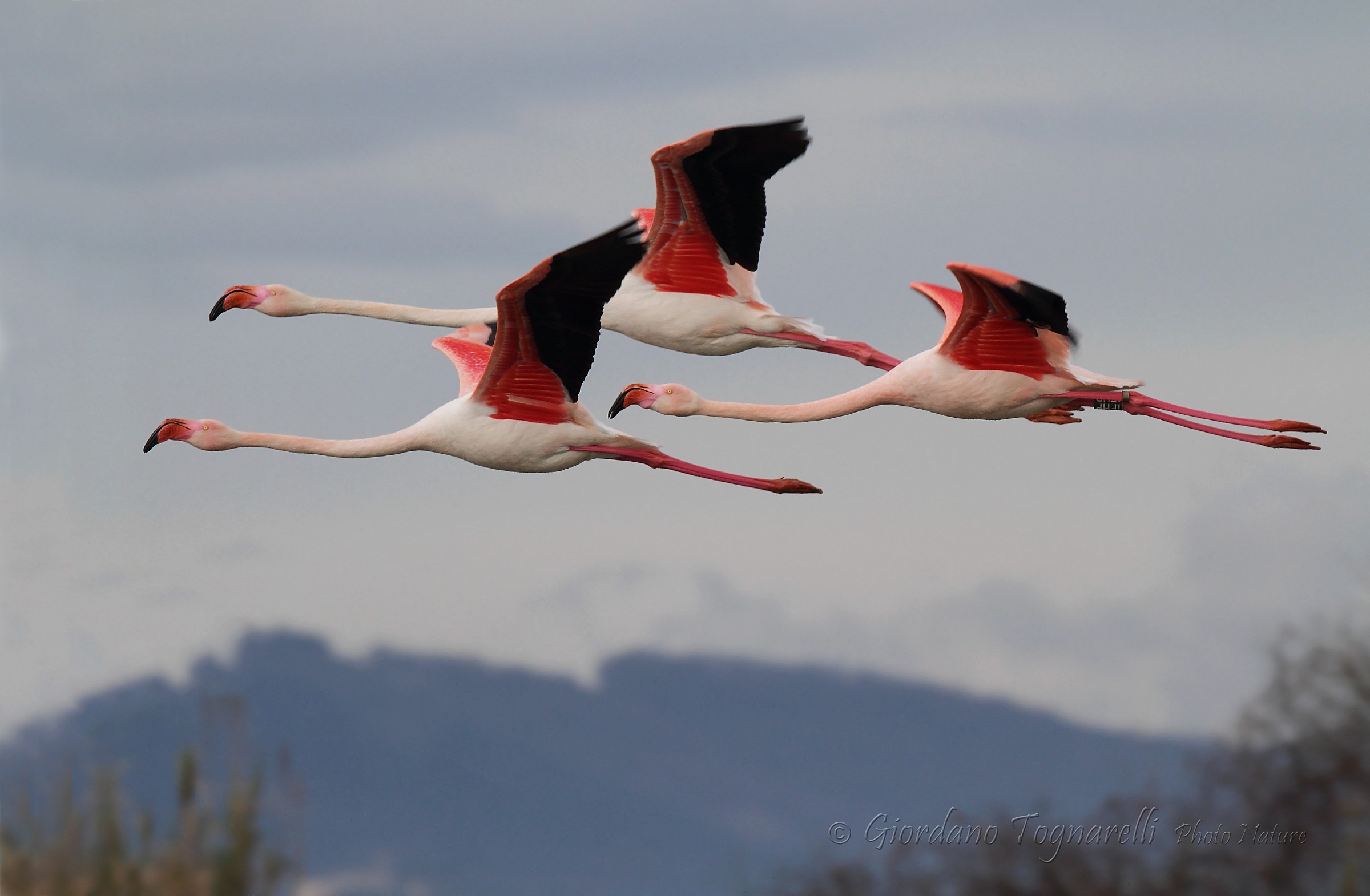 Flamingos (Phoenicopterus ruber)