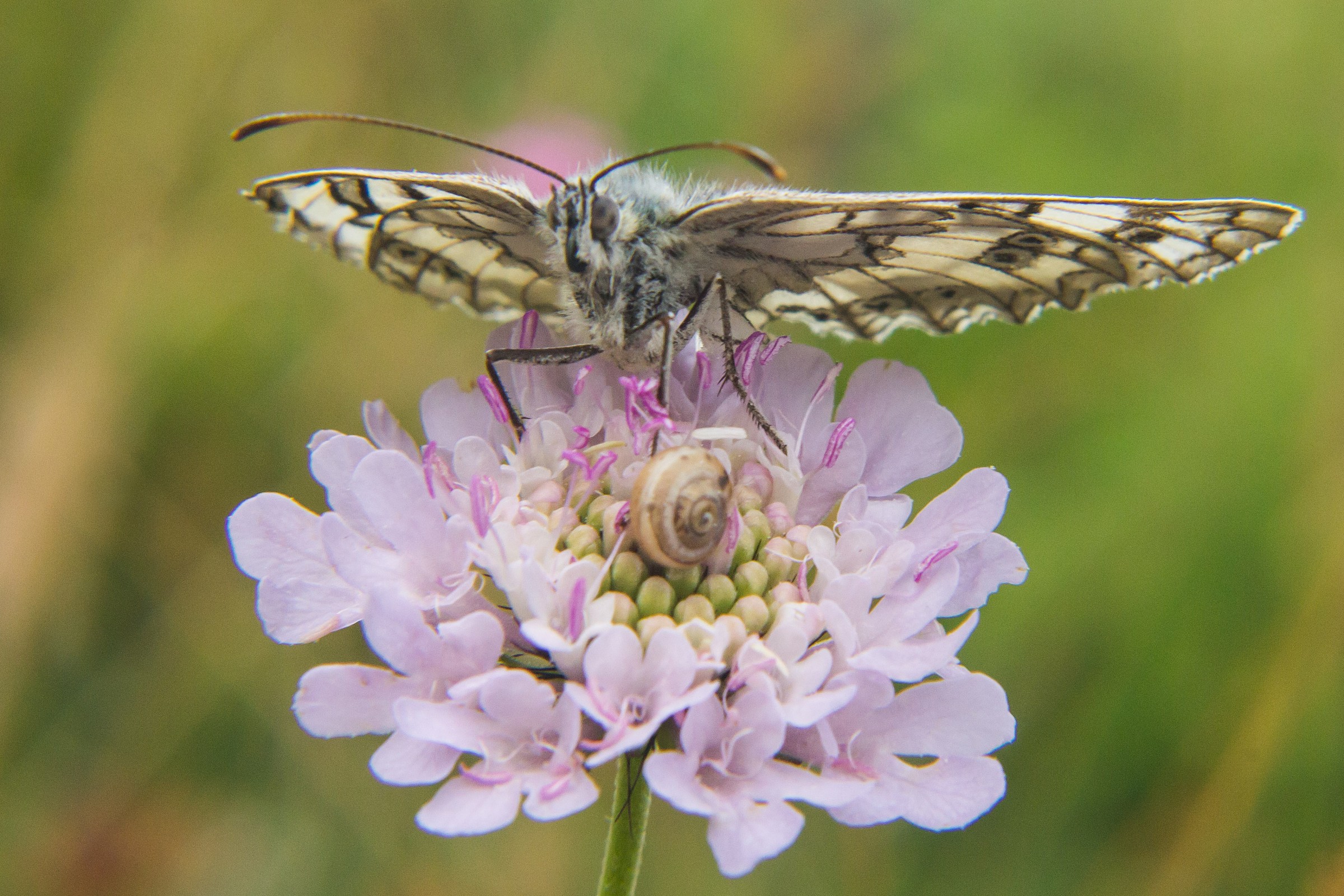 Butterfly with snail 3
