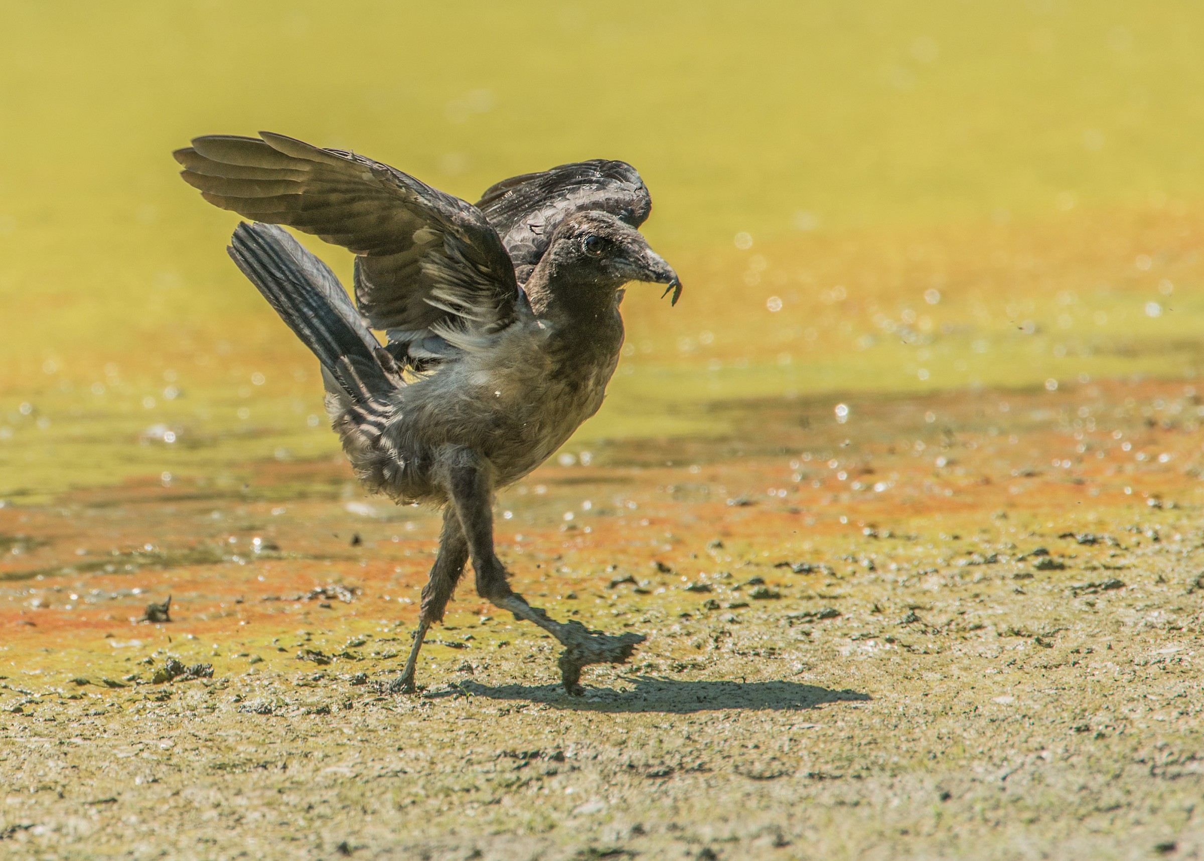 a golden lake and its wildlife