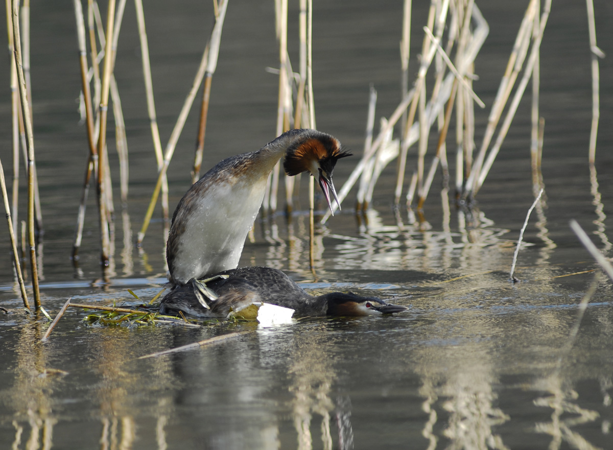 Grebes coupling