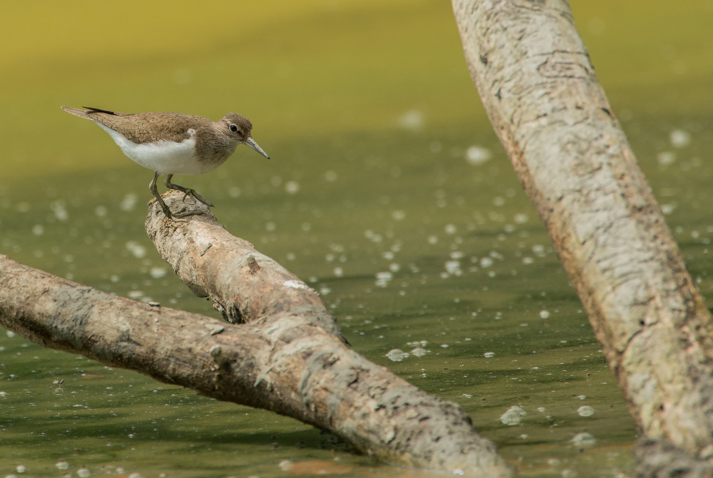 Sandpiper boschereggio