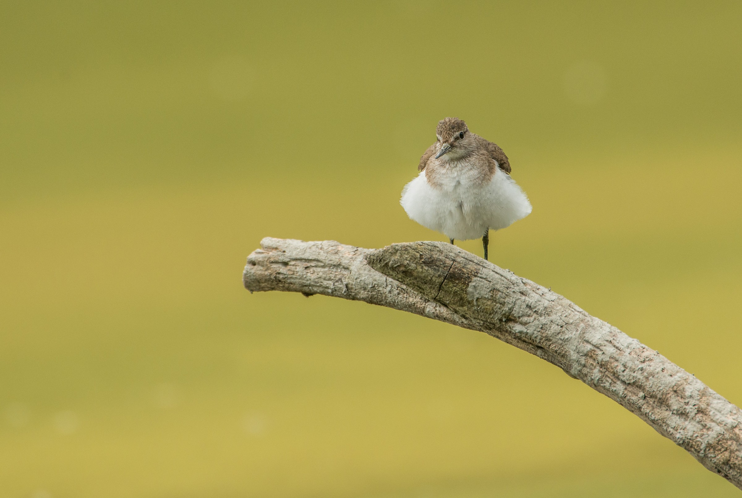 Sandpiper