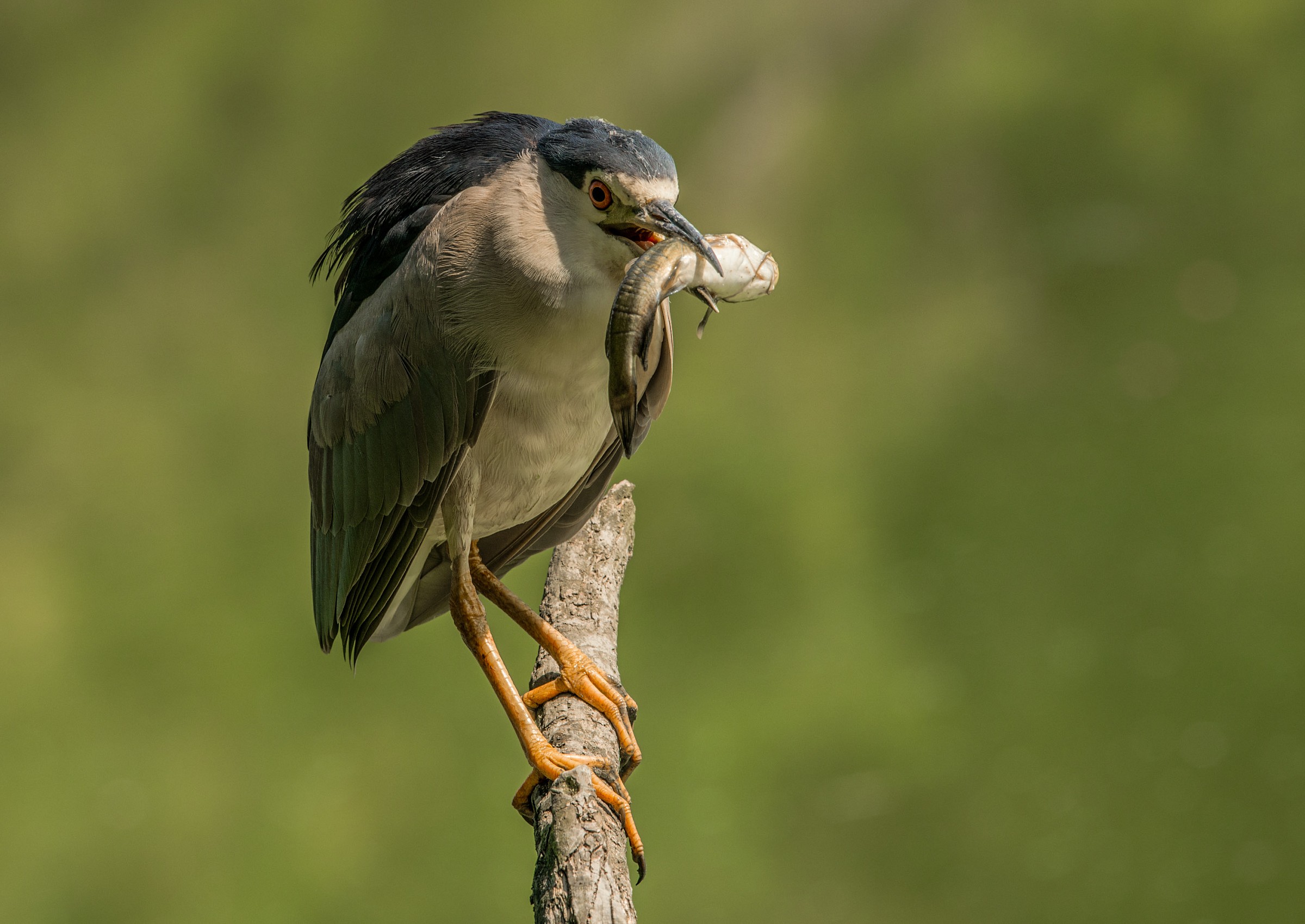 Night Heron with prey