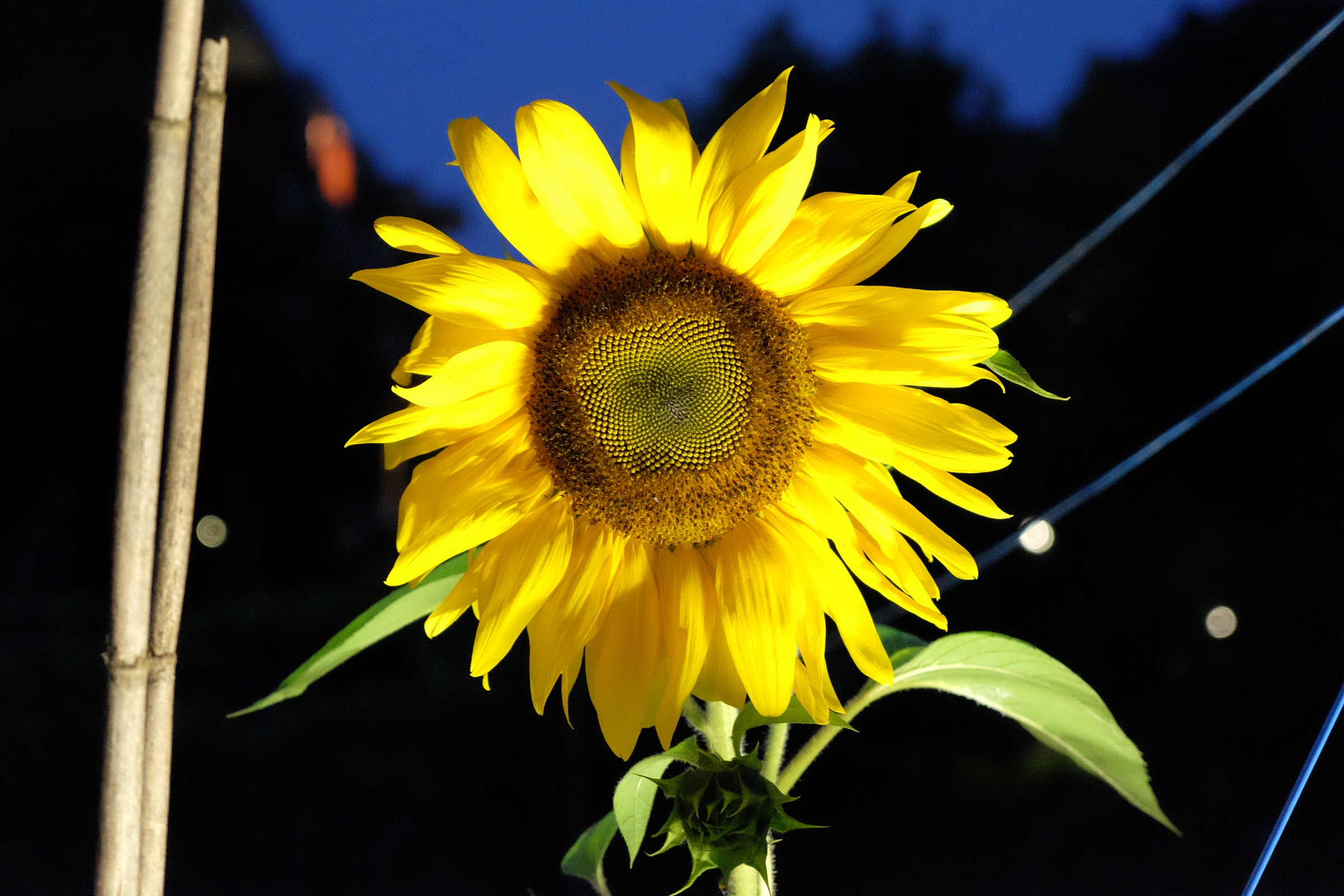 Girasole