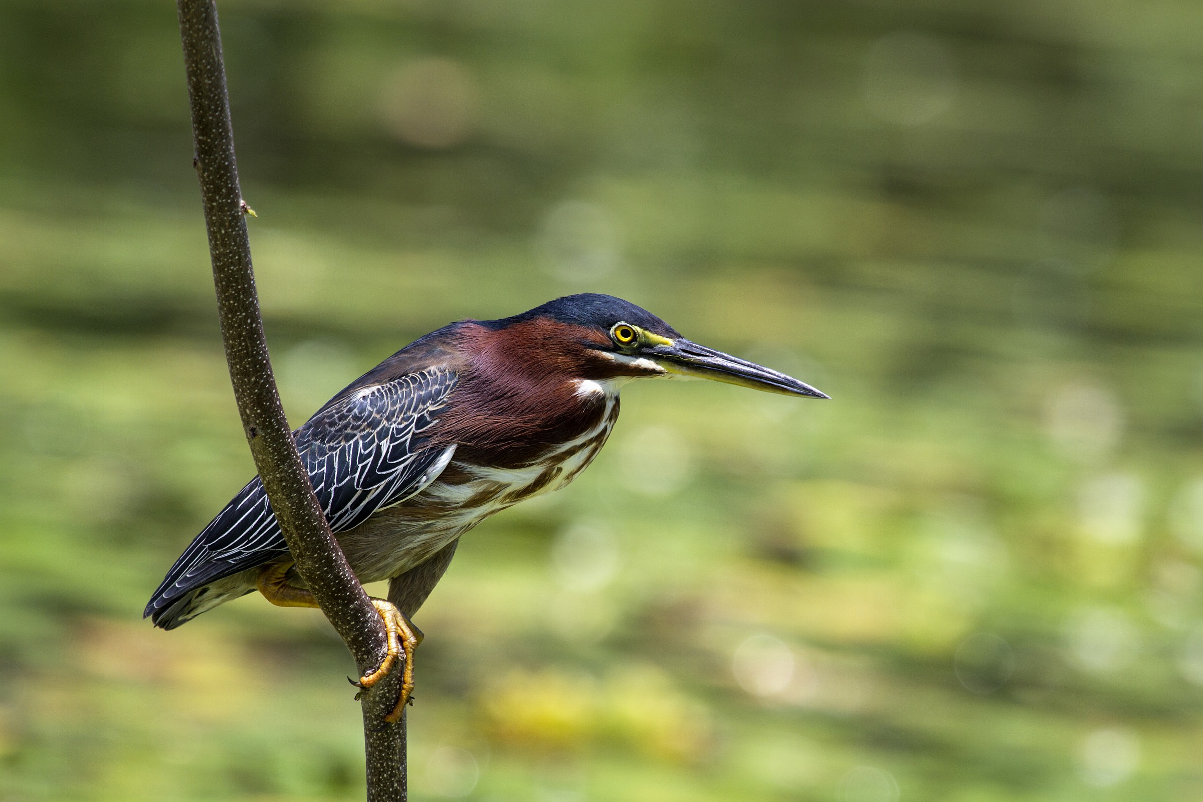 Green Heron (butoride virescens)