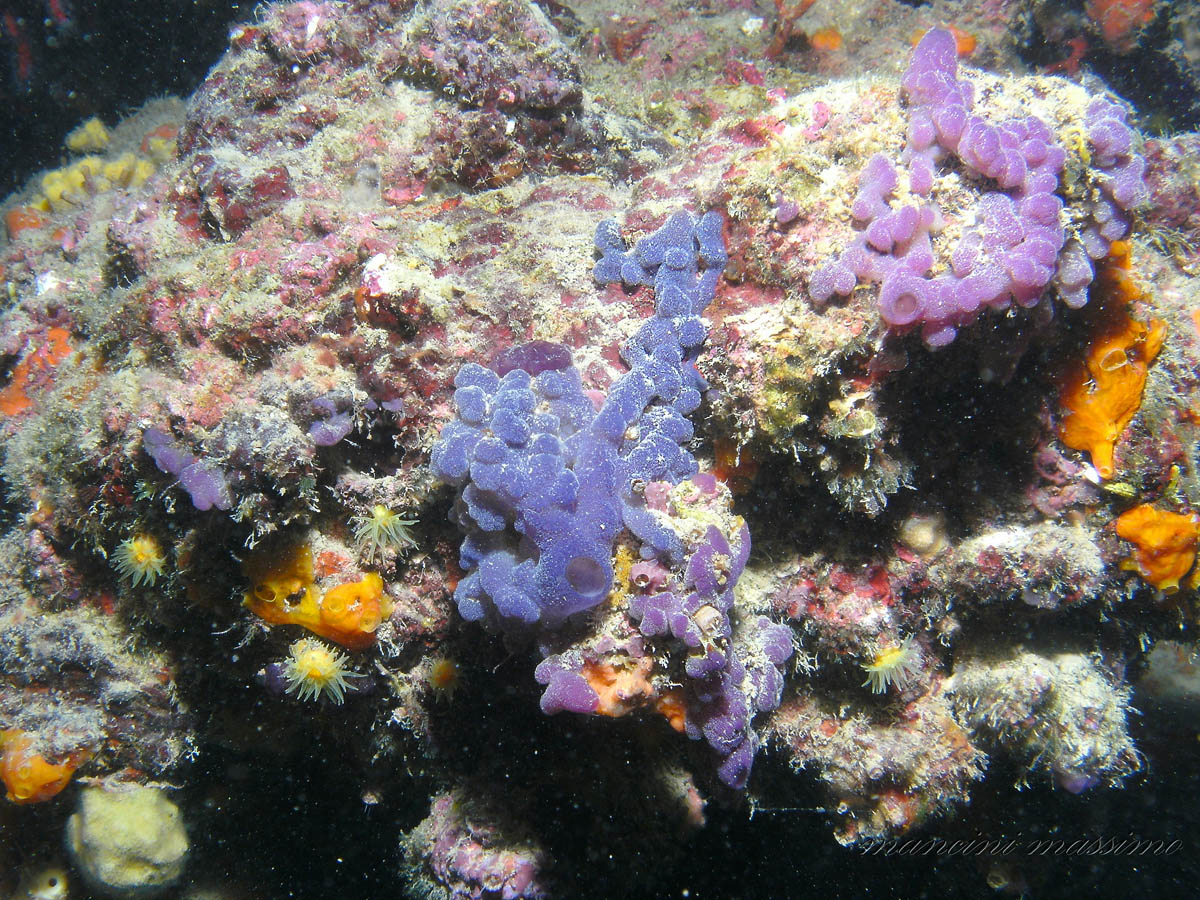 Color in Santa Marinella