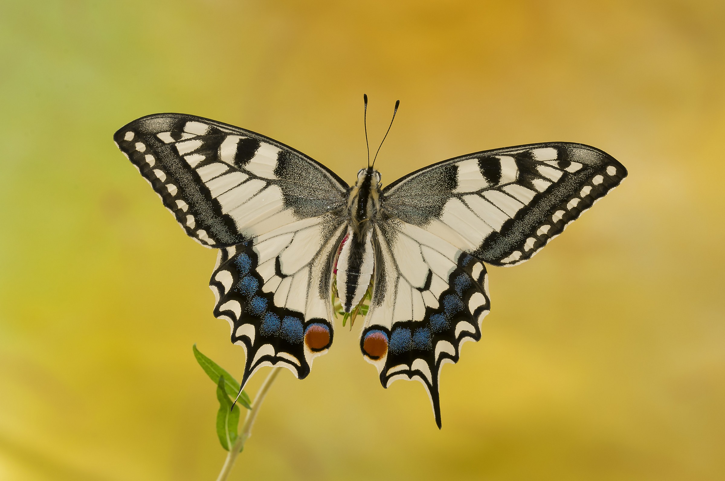 Papilio machaon