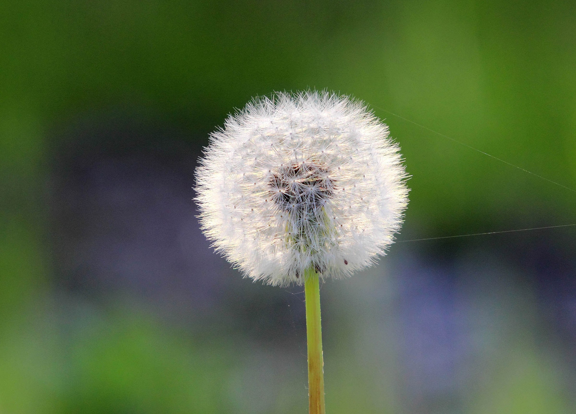 dandelion