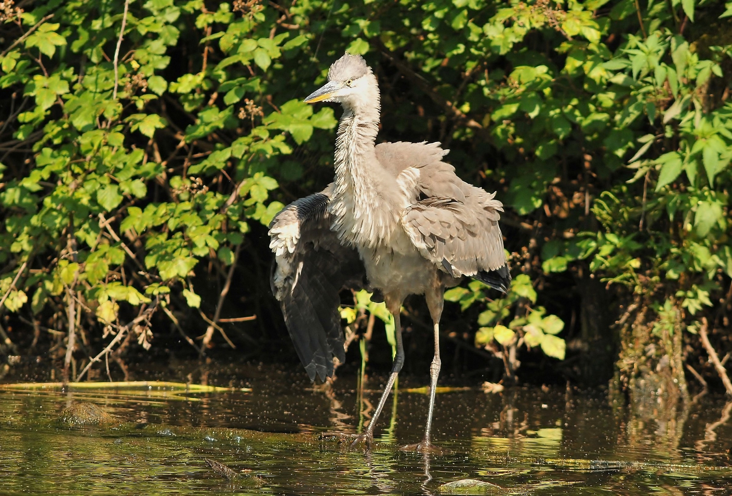 Grey Heron