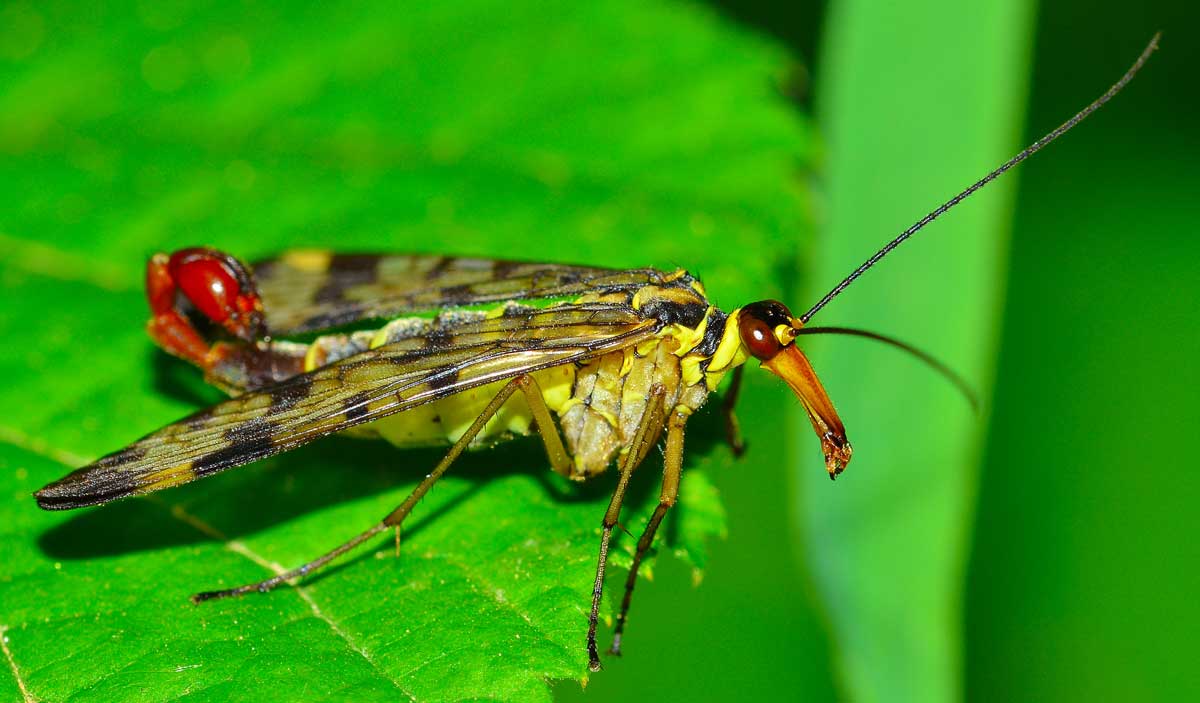 Mosca scorpione