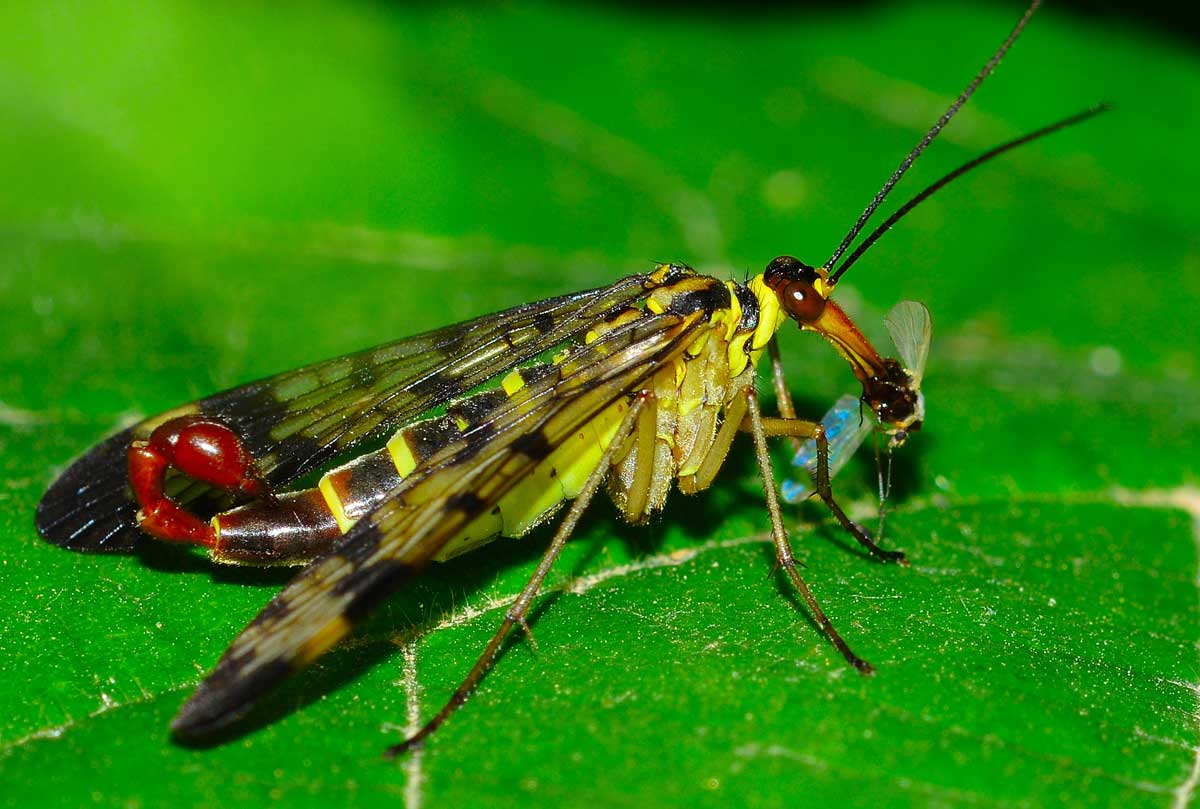 Mosca scorpione