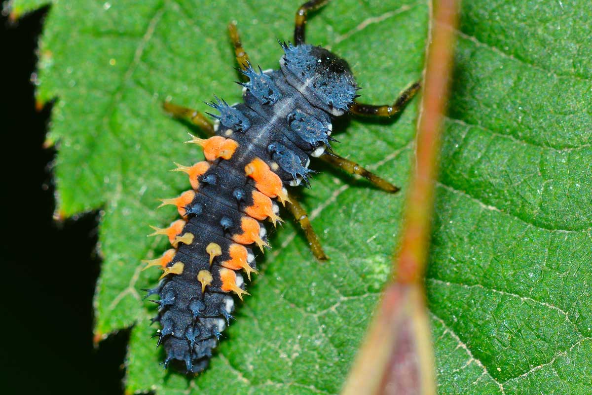 Larva di coccinella
