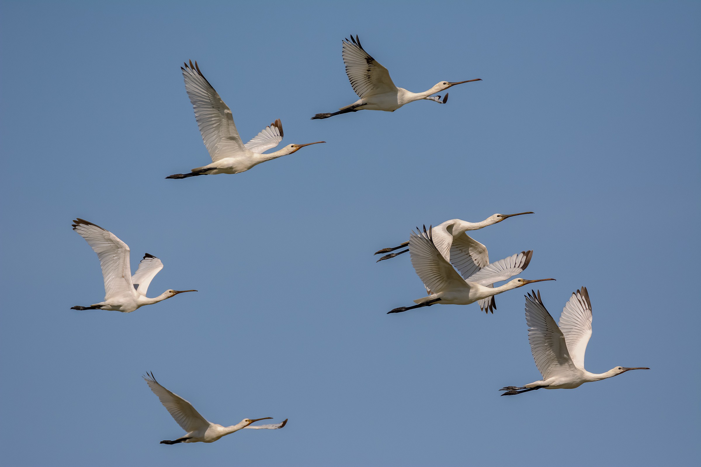 The flight of Spatulas