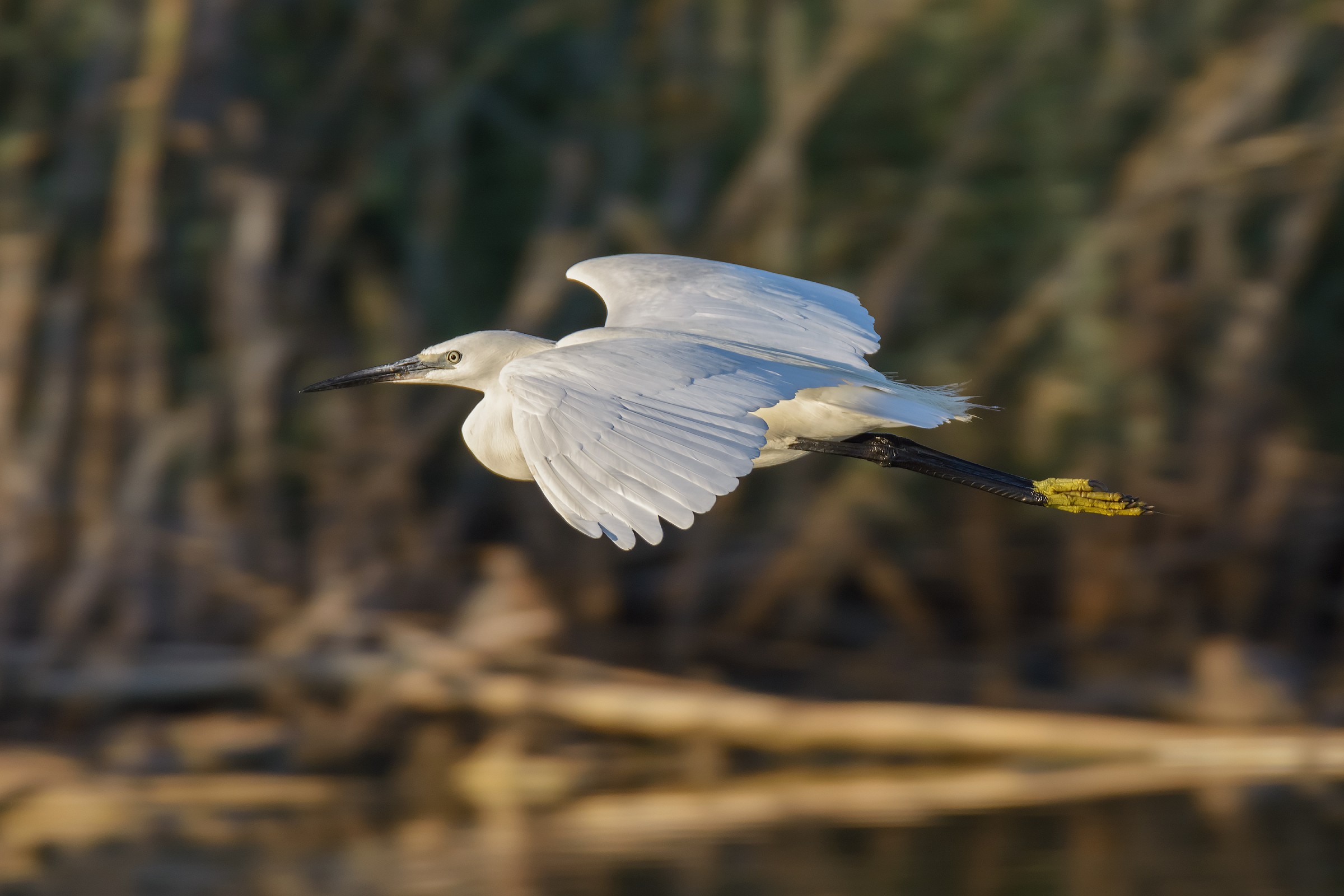 Little Egret Egretta