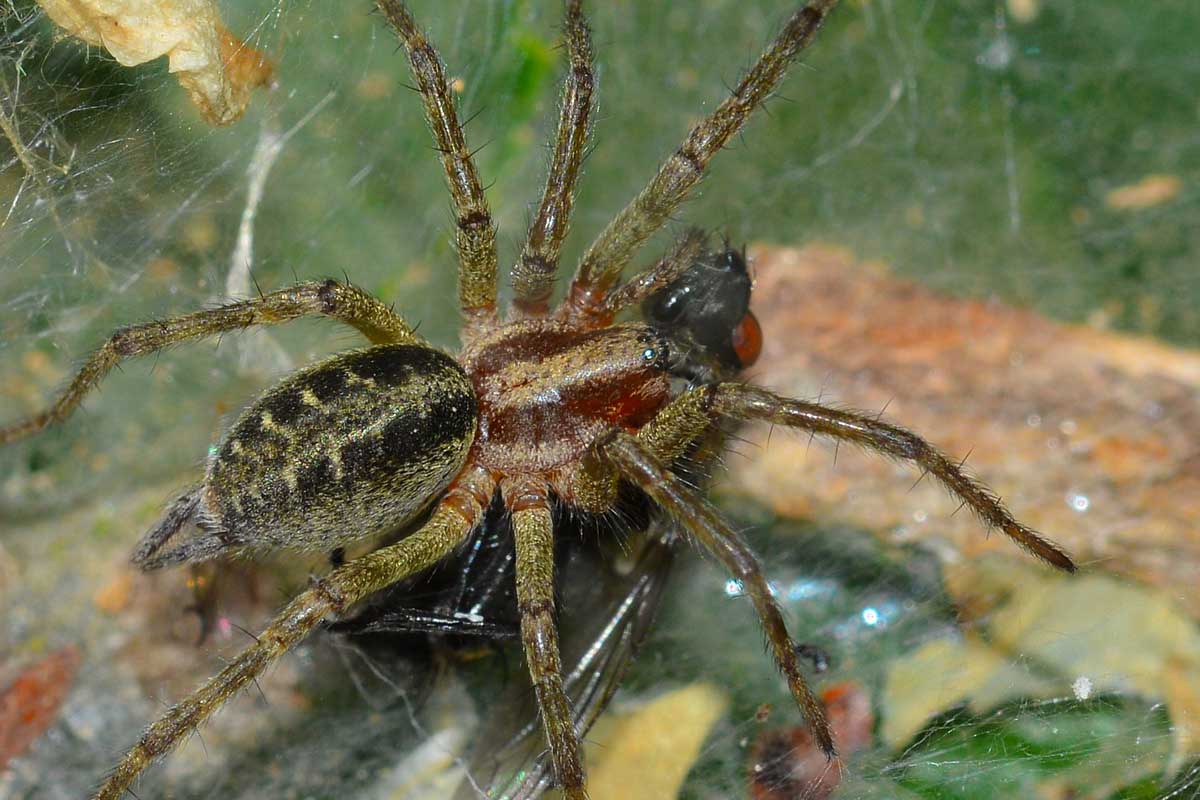 Agelena labyrinthica