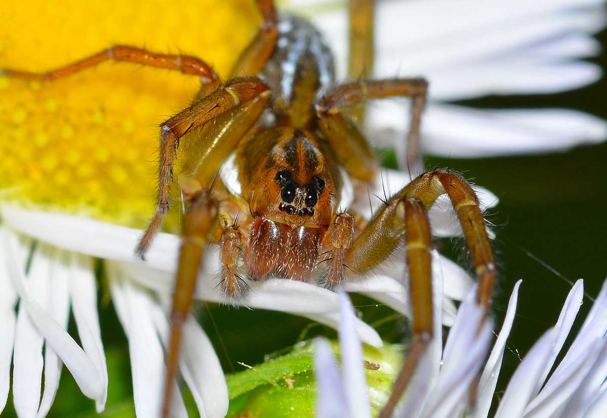 Pardosa amentata