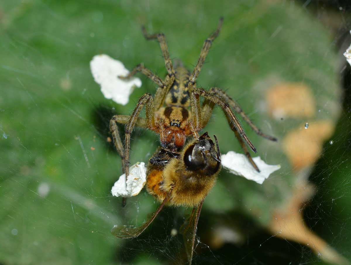 Agelena labyrinthica