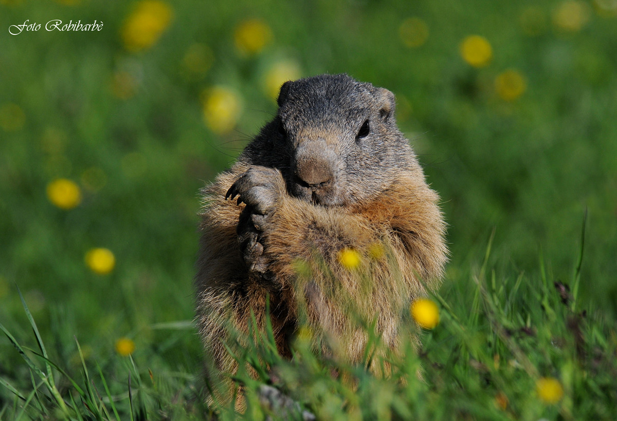 Marmotta... in manette...