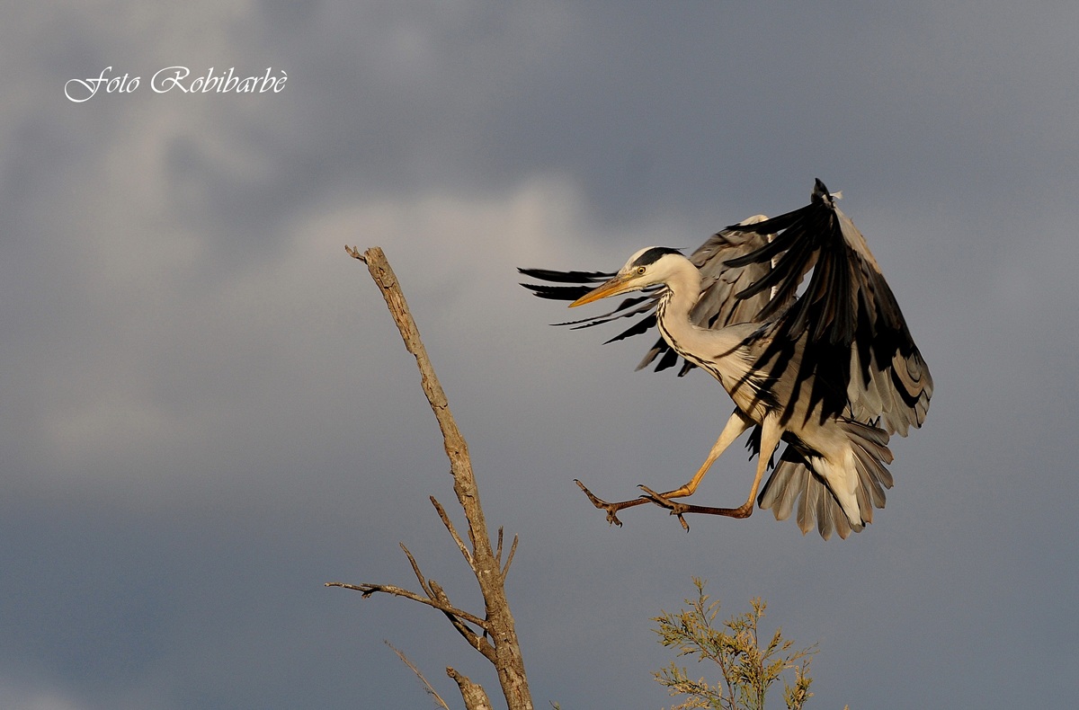 Giù il carrello.....