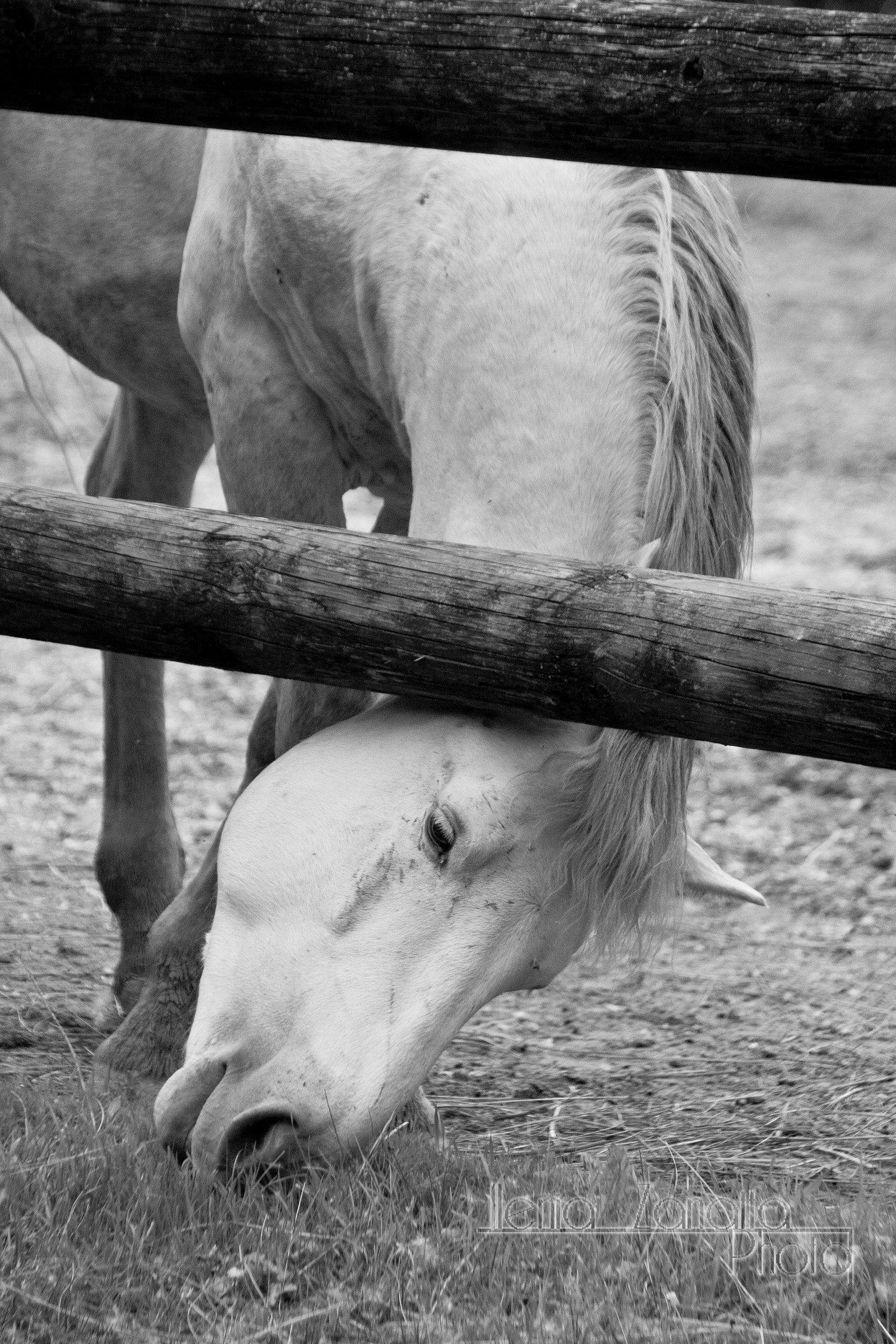 cavallo bianco in b&W