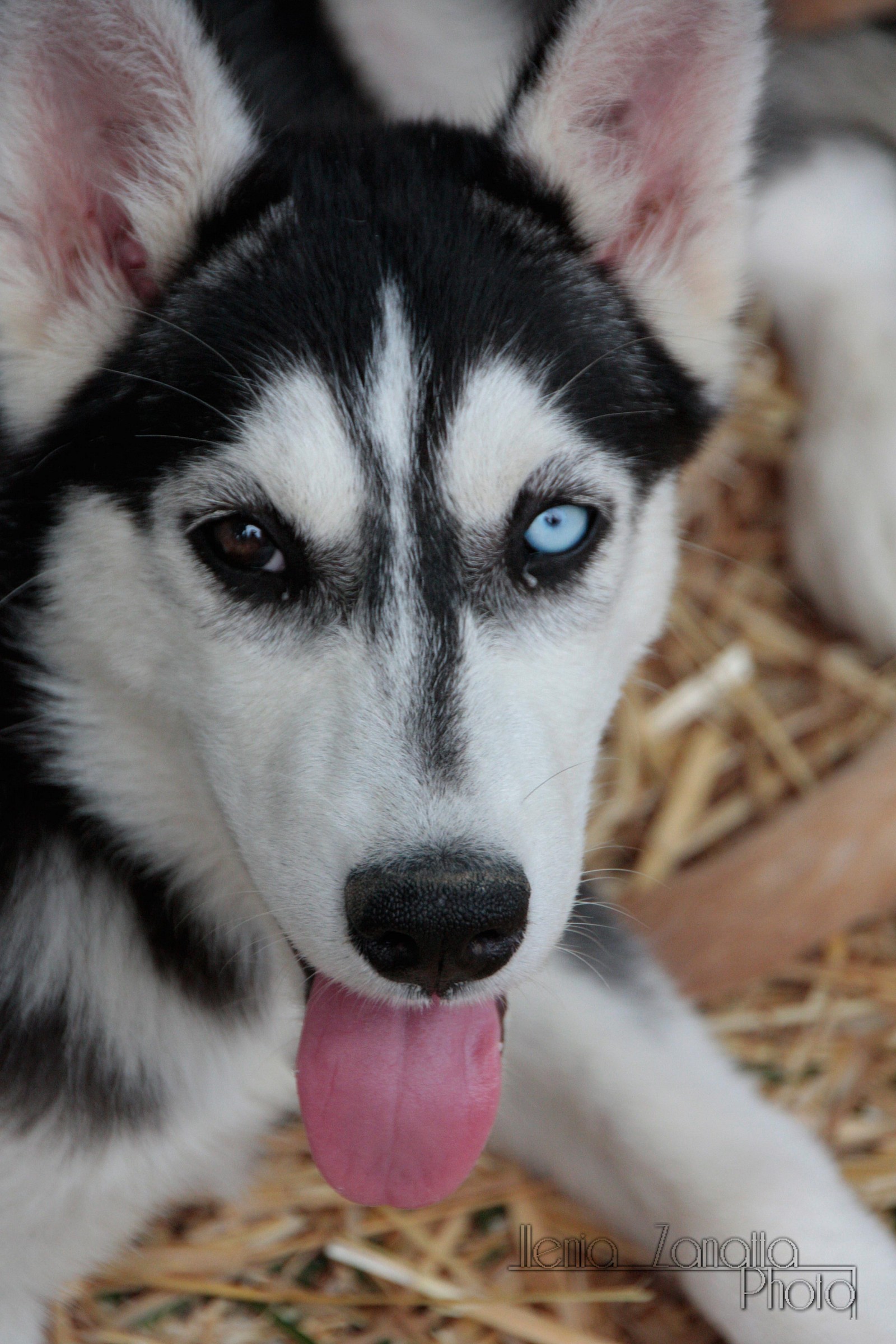cucciolo husky