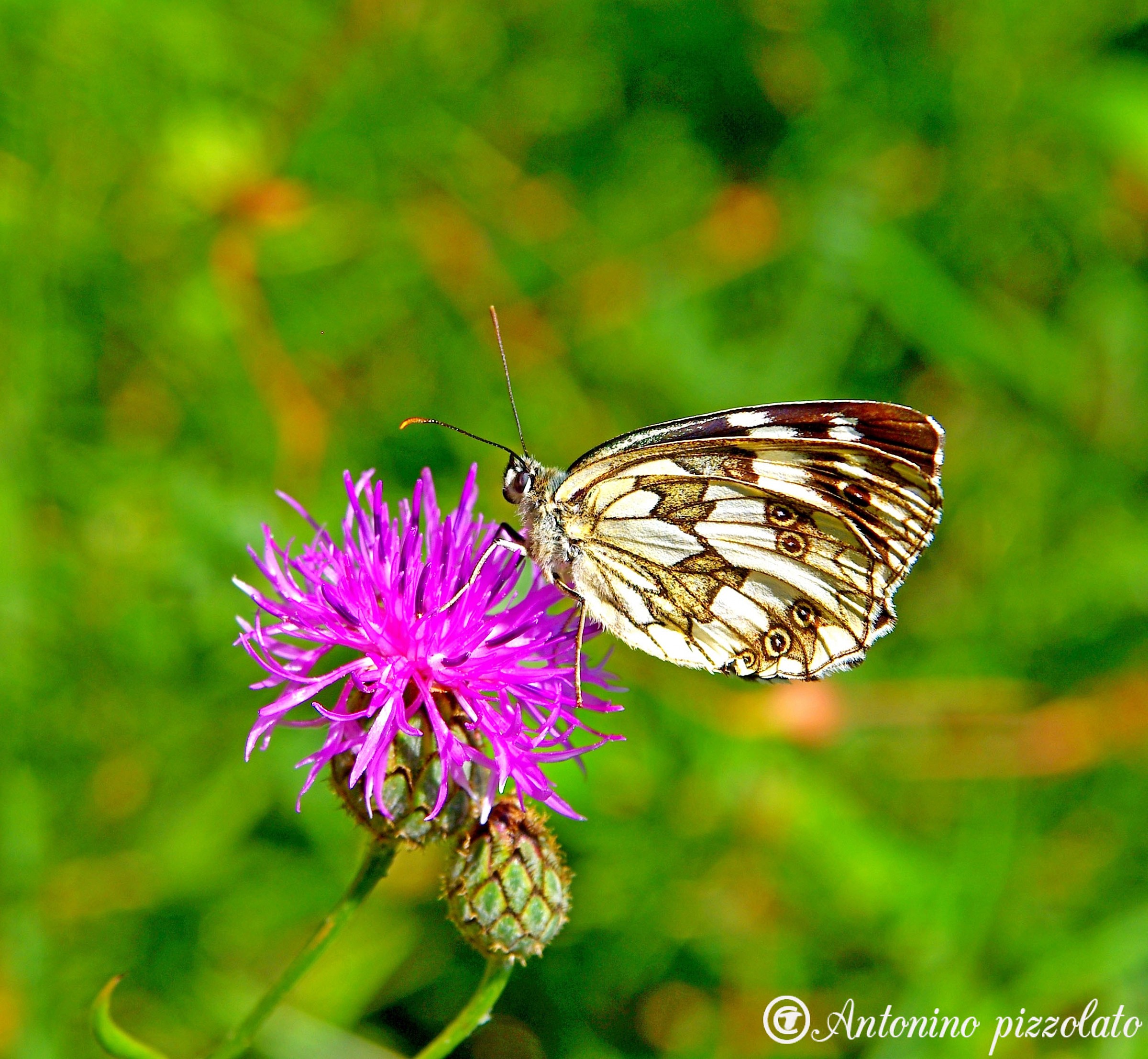 melanargia