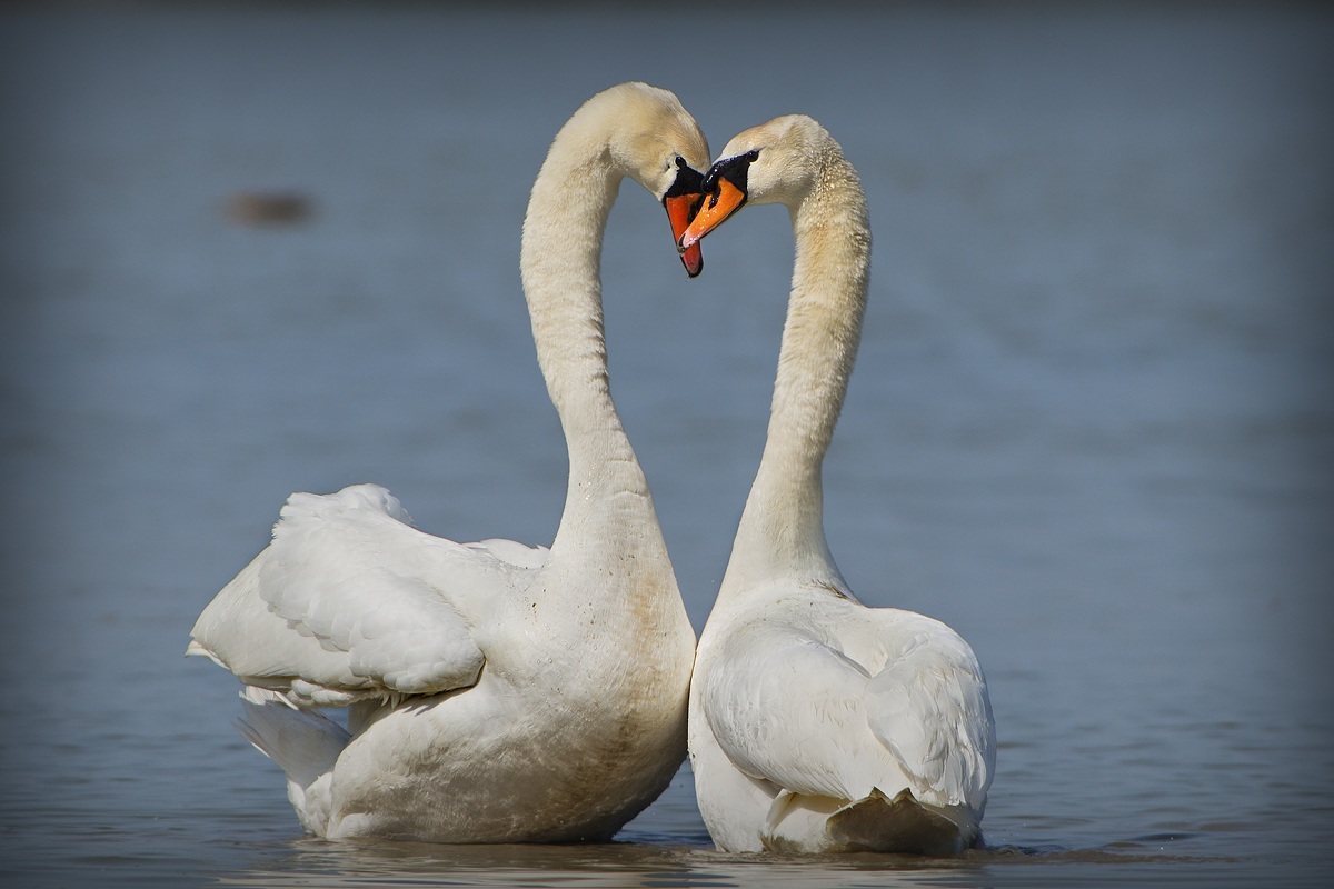 swans in love