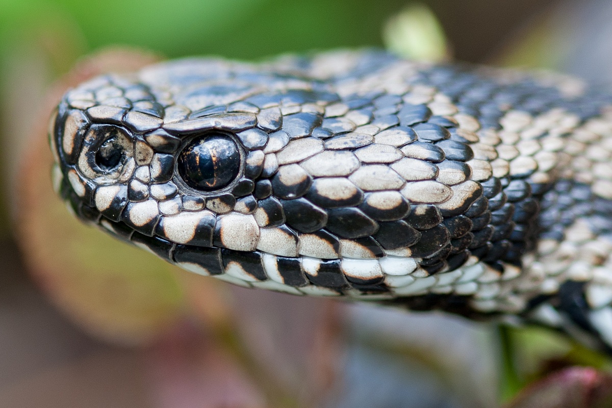 Vipera berus - Portrait