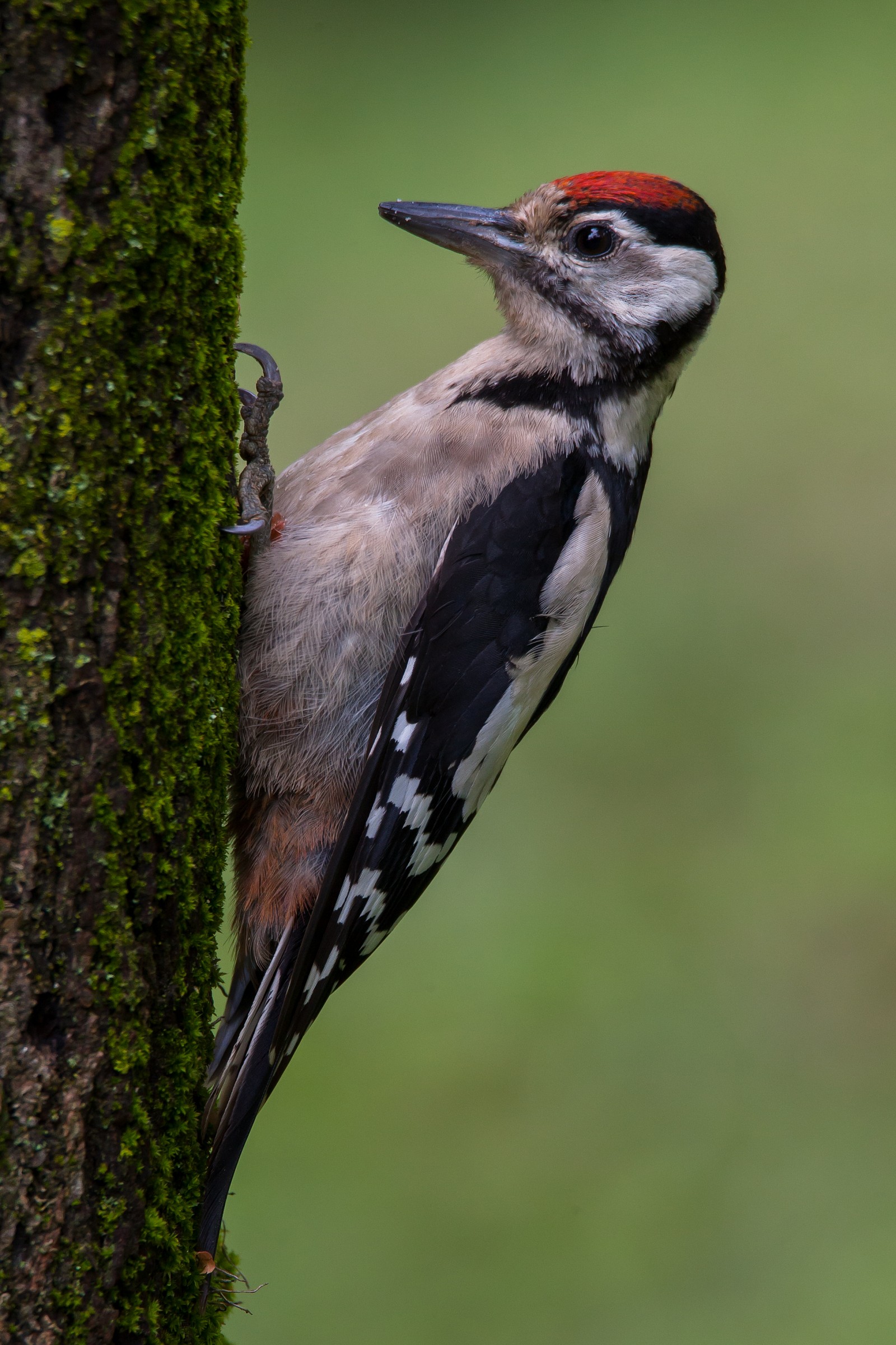 woodpecker