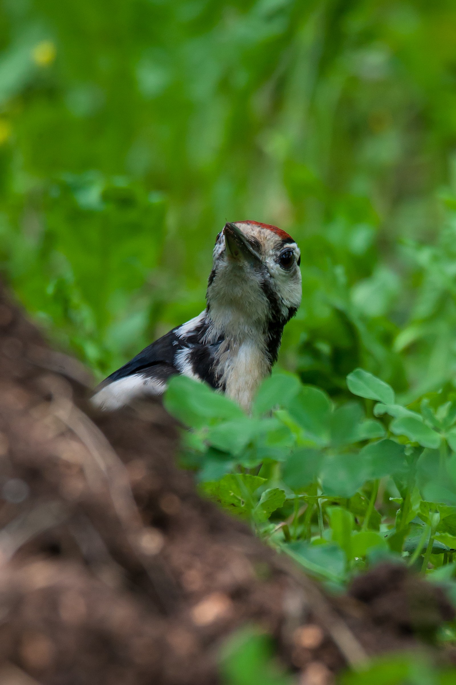 woodpecker on the ground