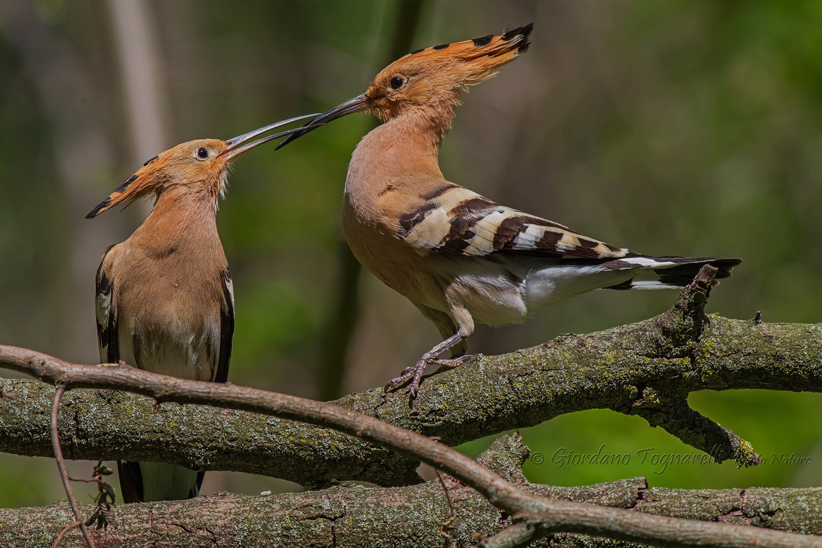Coppia di Upupe (Upupa epops)