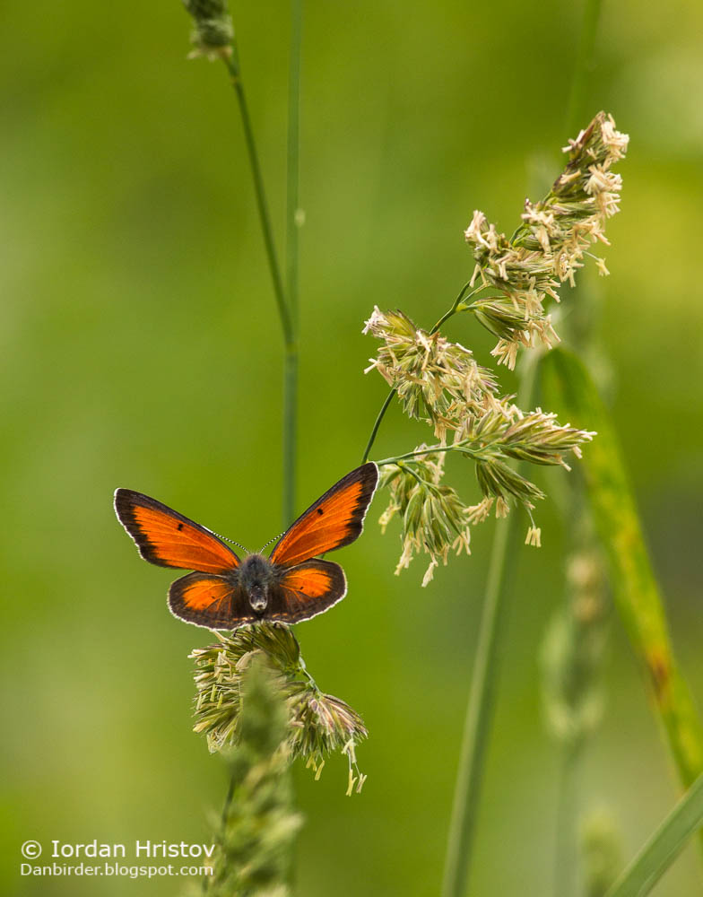 Balkan Copper Lycaena candens