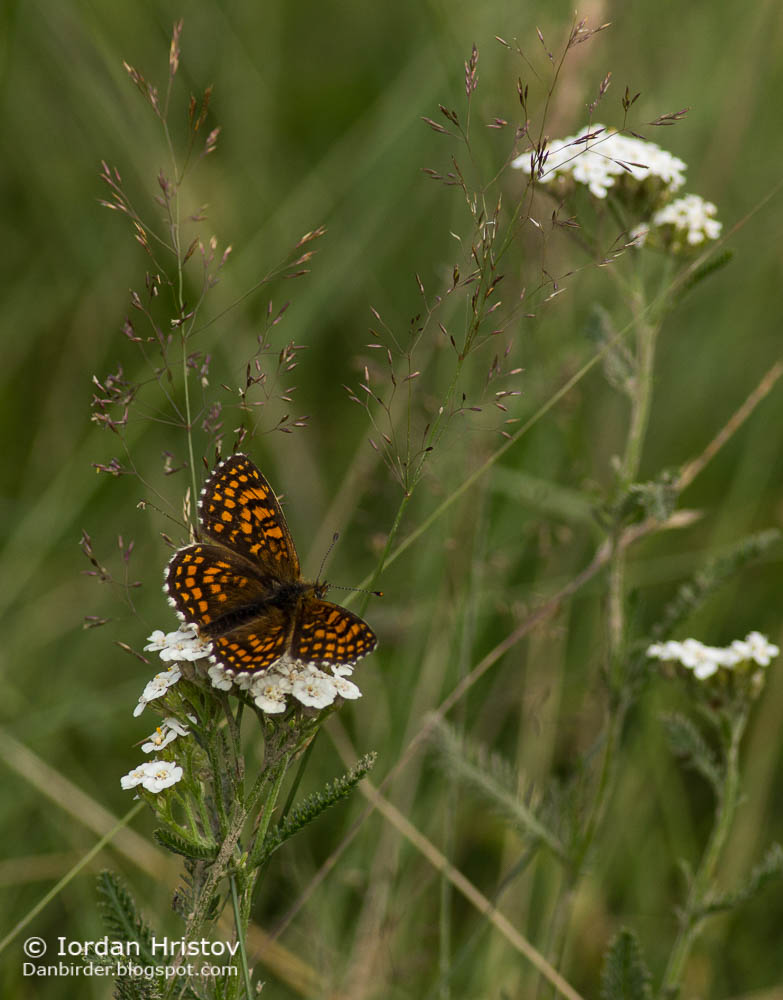 Butterfly photography in Bulgaria