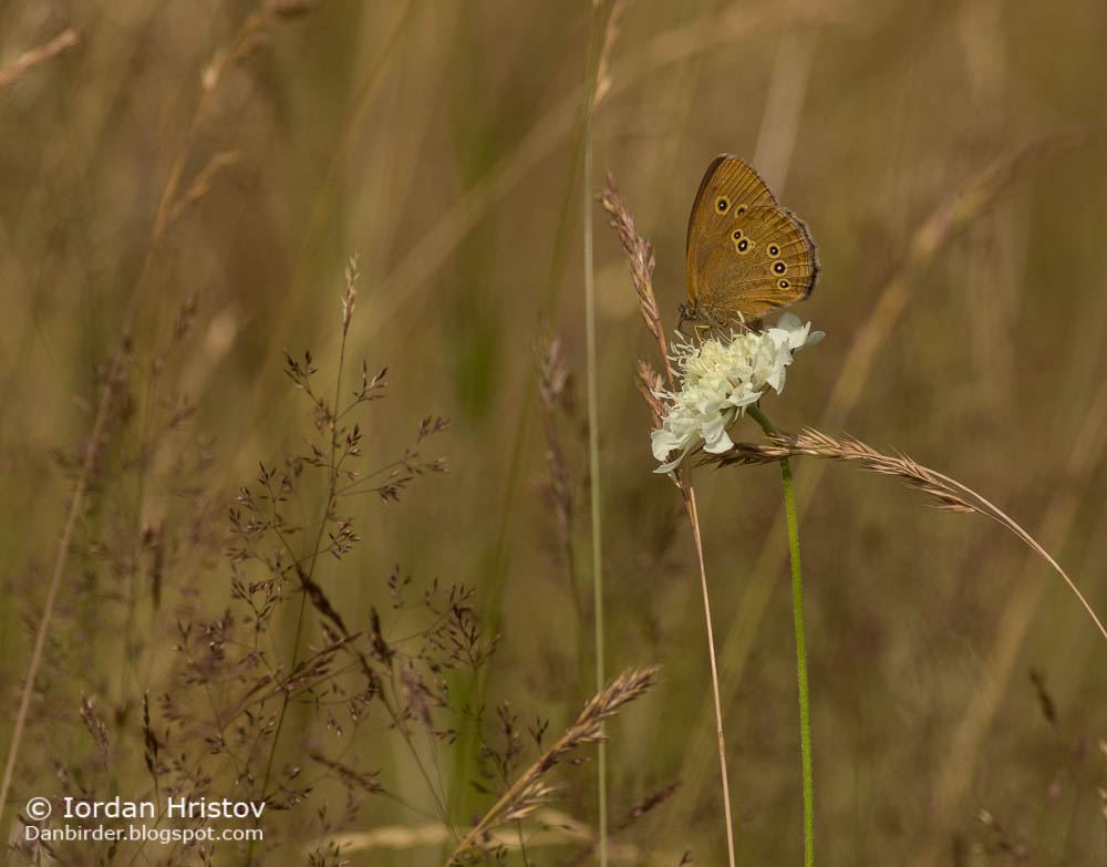 Butterfly photography in Bulgaria
