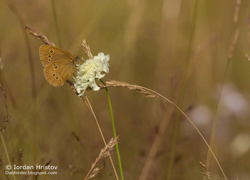 Butterfly photography in Bulgaria