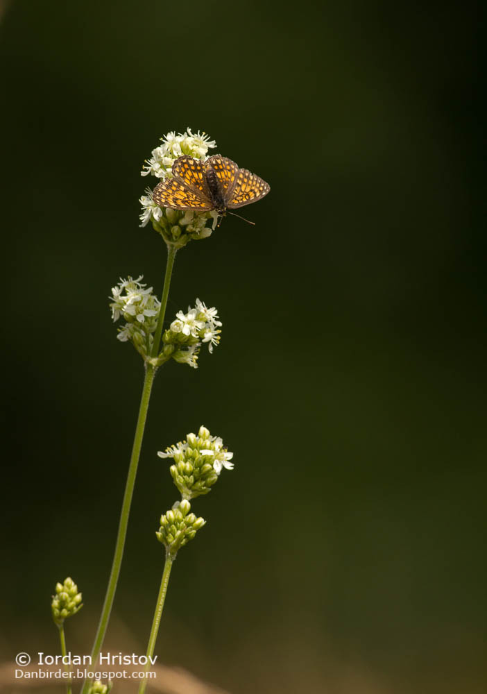 Butterfly photography in Bulgaria